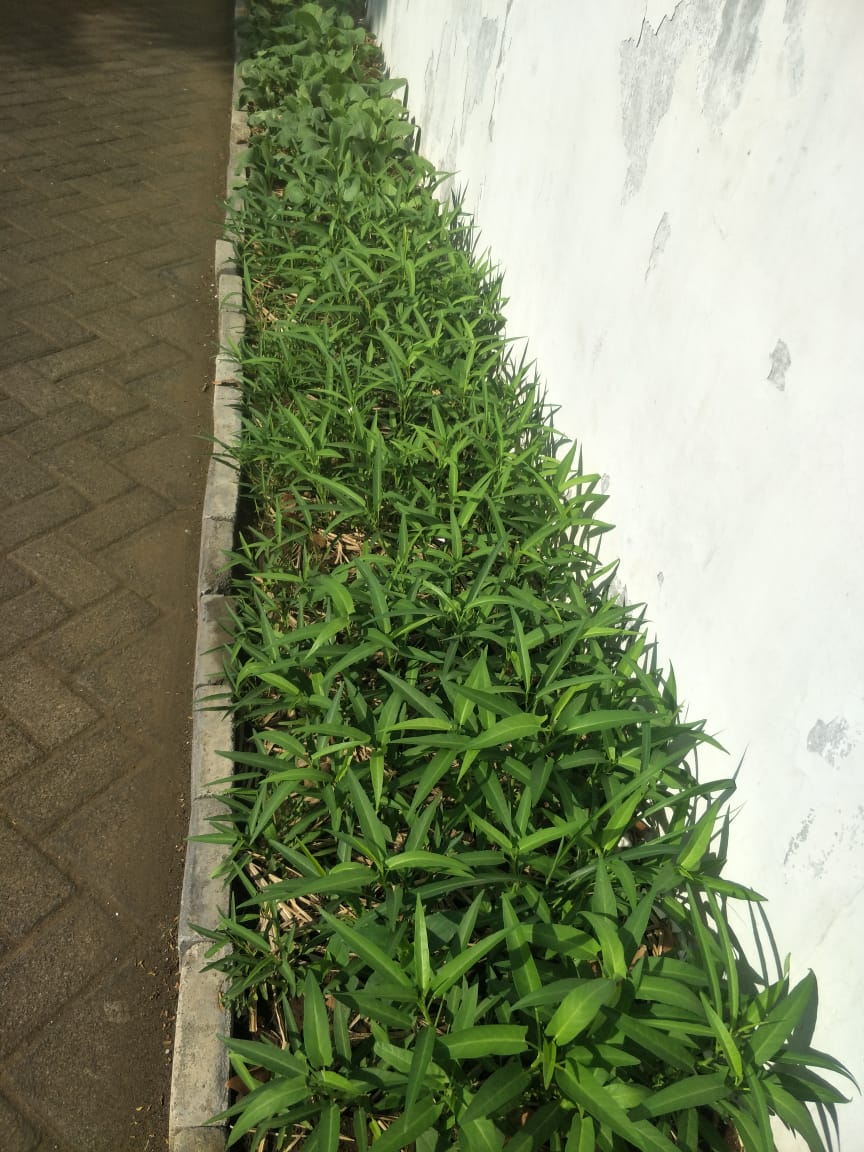 Taman_Sayur_P3